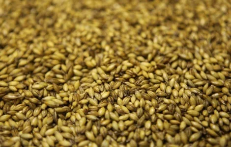 Продам фуражну пшеницю