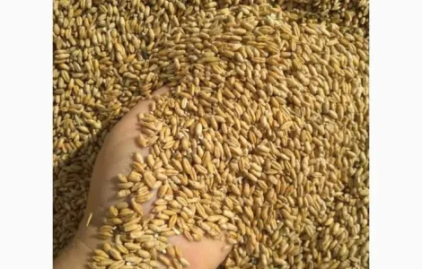 Продам пшеницу фуражную