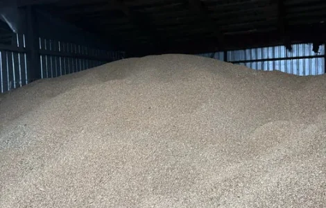 Продам фуражну пшеницю