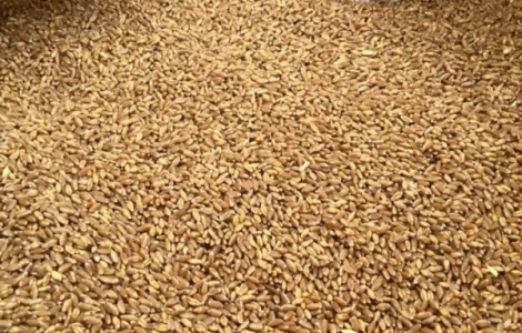 Продам фуражну пшеницю