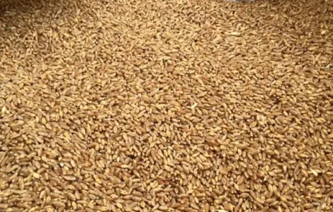Продам фуражную пшеницу