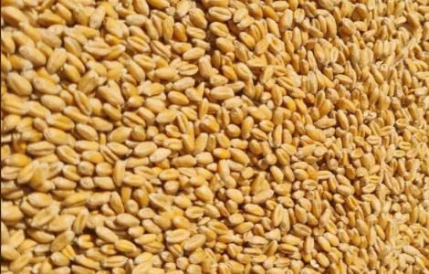 Продам пшеницю фуражну .