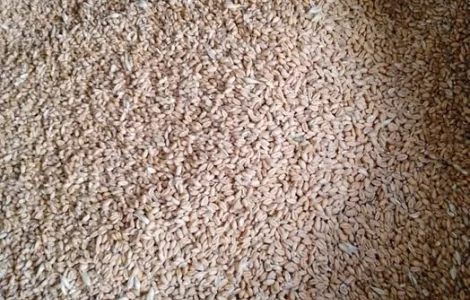 Продам пшеницю .