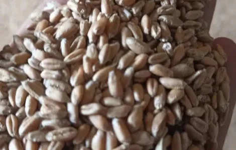 Продам пшеницу не дорого