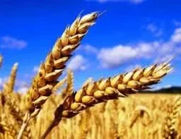 Продам пшеницю фуражну.