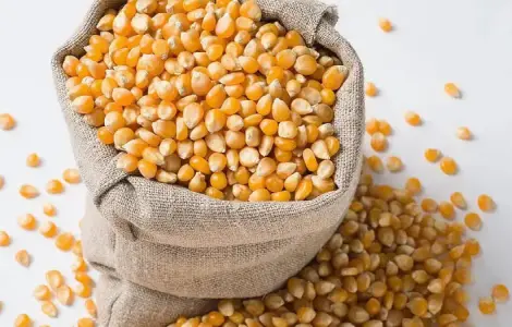 Продам фуражное зерно кукурузы и пшеницы