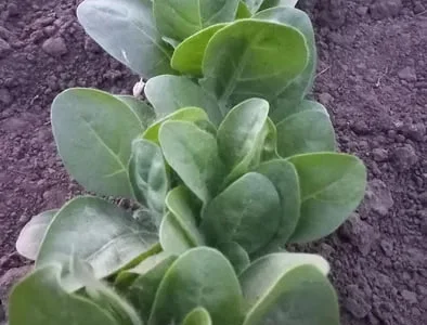 Розсада табака кріпкого