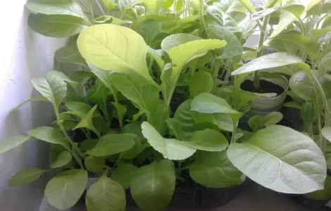 Рассада табака (Вирджиния, Дюбек, Американ)