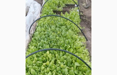 Продам розсаду тютюну