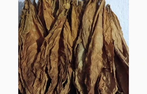 Продам листя тютюну, Тернопільська обл.