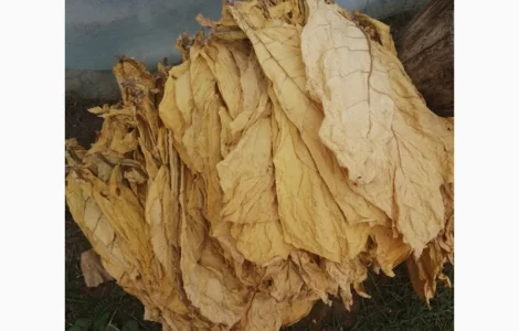 Продам лист тютюну, Хмельницька обл.