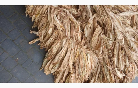 Продам лист тютюну, Тернопільська обл