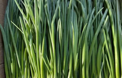 Купую. Зелену цибулю. Лук перо