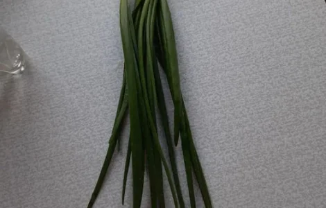 Лук зелёный. Свежий.