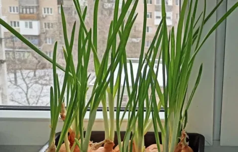 Лук перо , зелена цибуля