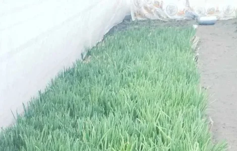 Продаю зелену цибулю (перо)