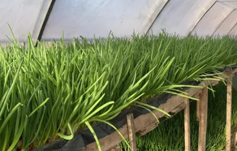 Зелена цибуля,перо