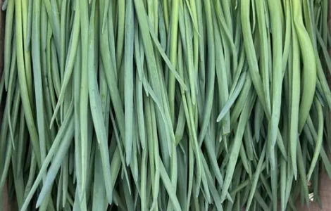 Продам Зелену Цибулю на перо