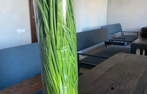 Зелена цибуля перо