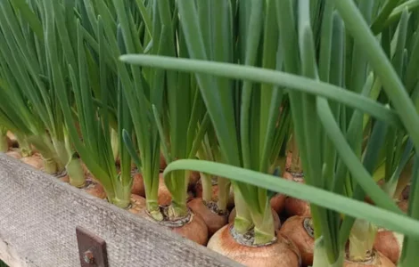 Зелена цибуля на перо !!!