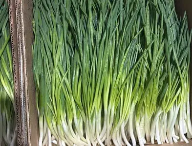 Продам зелену цибулю