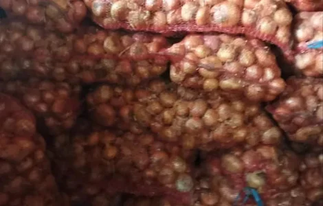 Штутгарт цибуля на перо