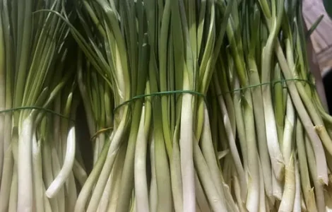 Зелена цибуля перо