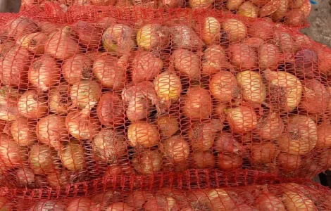 Продам Штутгарт суходолье цибуля на перо