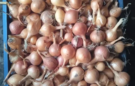 Цибуля на перо.