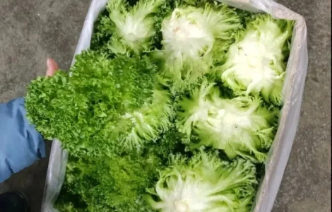 Продам домашній салат Фріліс