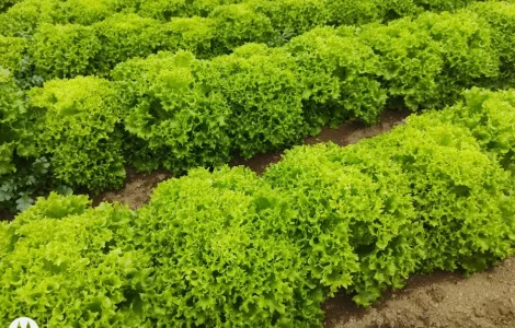 Салат під замовлення