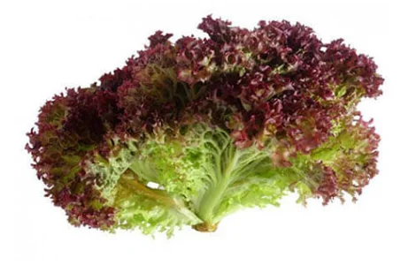 Салат Лолло-Росса (1 кг)