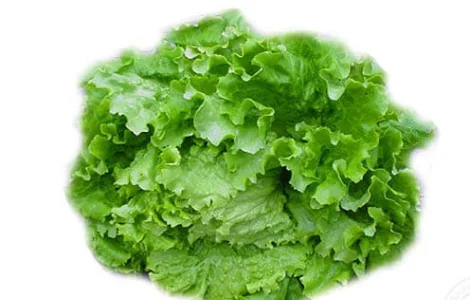 Салат Дубок Зелёный (1 кг)