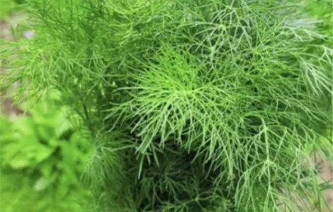 Продажа зелени оптом (петрушка., укроп)!!!