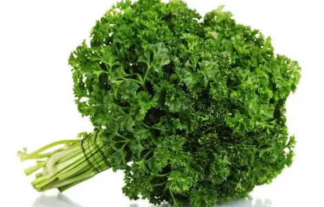 Петрушка кучерява (100 г)