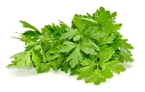 Петрушка листова