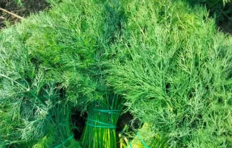 Кріп , укроп, свіжий зелений