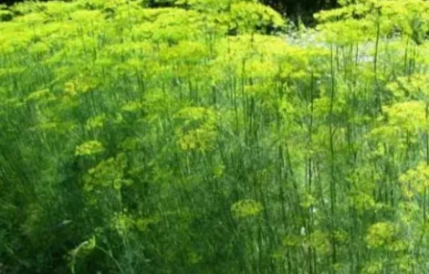 Кріп,домашній, якісний