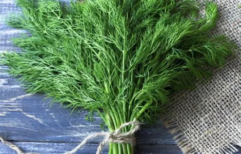 Кріп Форест 1 г.