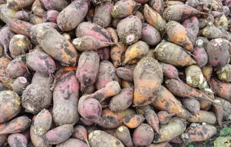 Продам кормовий буряк