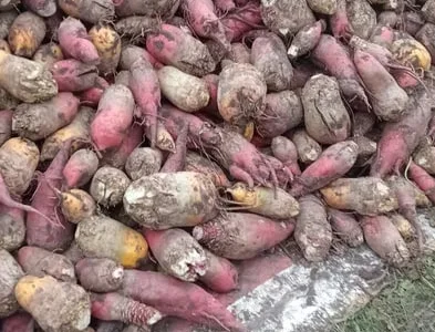 Продам кормовий буряк