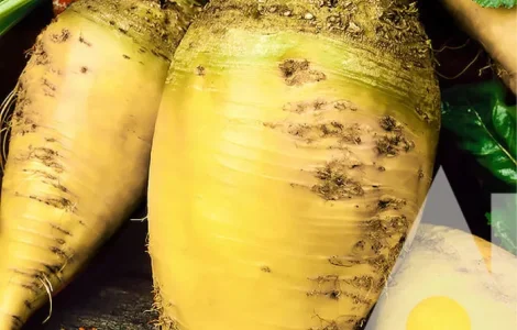 Кормовий буряк Кг