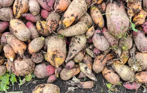 Буряк кормовий. Можлива доставка. Ціна договірна.