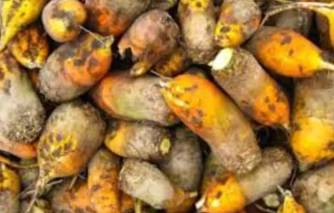 Продам буряк. Ціна 3 грн/кг