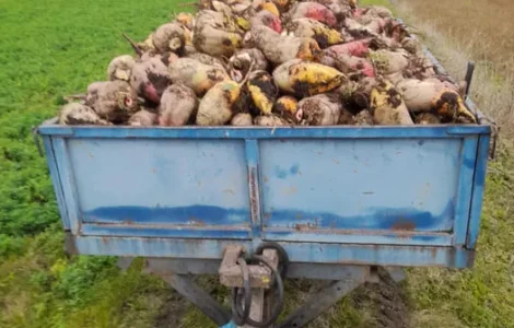 Буряки кормові, цукрові