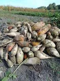 Продам дрібну картошку та кормовий буряк