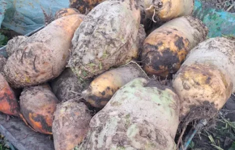 Продам кормовий буряк