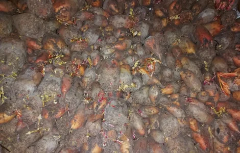 Продам кормовий буряк