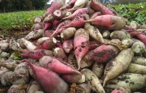 Продам великі кормові буряки