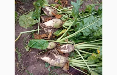 Буряк кормовий домашній